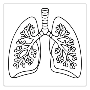 página para colorear educativa de pulmones humanos en corte transversal