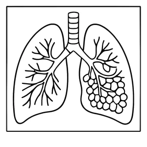 Página para colorear de pulmones humanos en corte transversal para imprimir y aprender anatomía