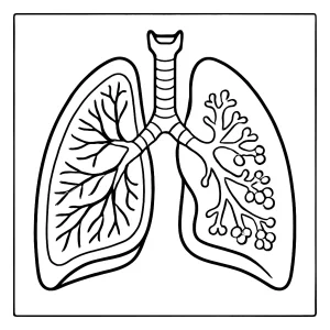 Página para colorear educativa de pulmones humanos en corte transversal, ideal para imprimir y aprender sobre anatomía.